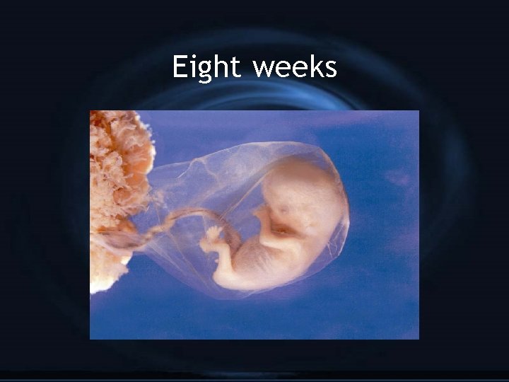 Eight weeks 