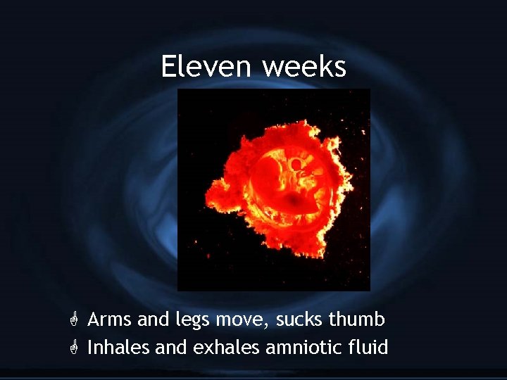 Eleven weeks G Arms and legs move, sucks thumb G Inhales and exhales amniotic