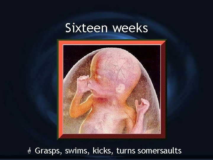 Sixteen weeks G Grasps, swims, kicks, turns somersaults 