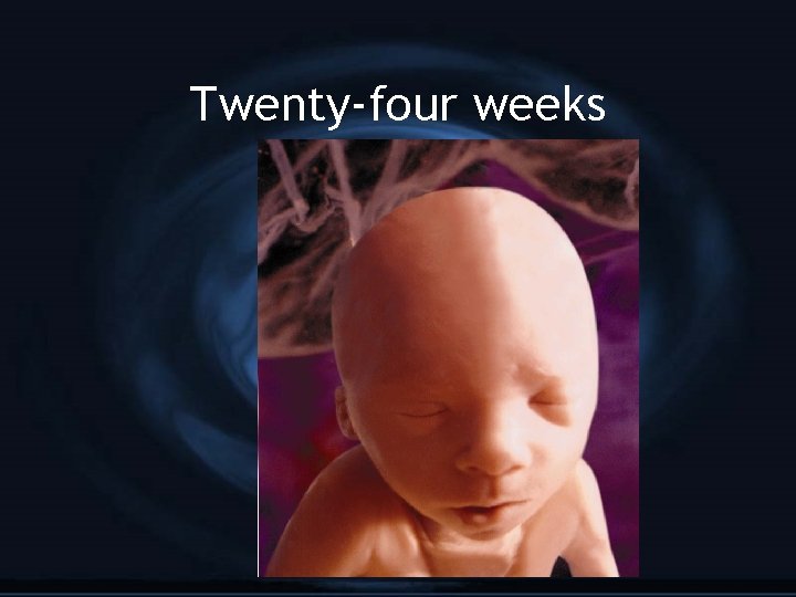 Twenty-four weeks 