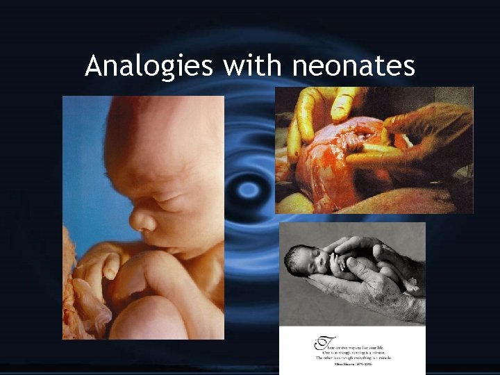 Analogies with neonates 
