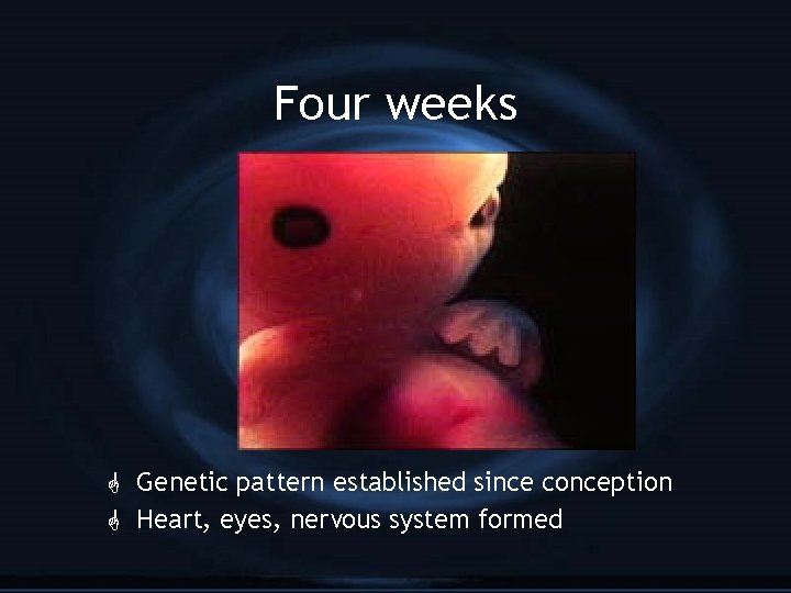 Four weeks G Genetic pattern established since conception G Heart, eyes, nervous system formed