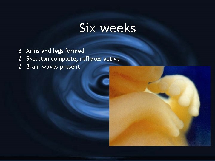 Six weeks G Arms and legs formed G Skeleton complete, reflexes active G Brain