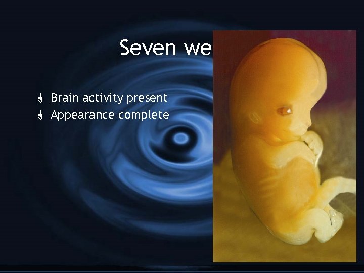 Seven weeks G Brain activity present G Appearance complete 