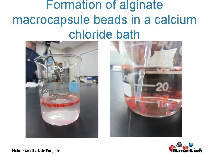 Formation of alginate macrocapsule beads in a calcium chloride bath Picture Credits: Kyle Forgette