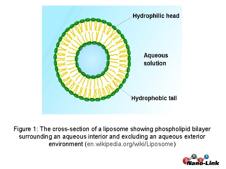 Figure 1: The cross-section of a liposome showing phospholipid bilayer surrounding an aqueous interior