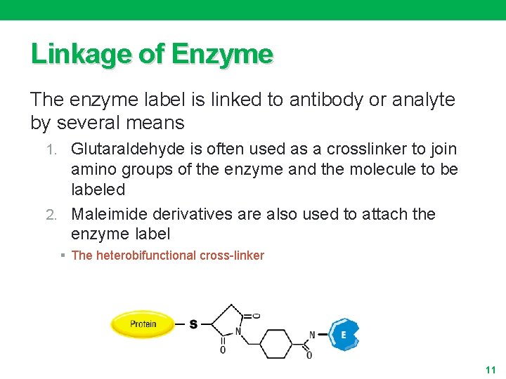 Linkage of Enzyme The enzyme label is linked to antibody or analyte by several