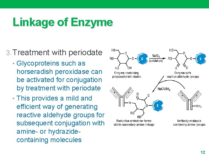 Linkage of Enzyme 3. Treatment with periodate • Glycoproteins such as horseradish peroxidase can