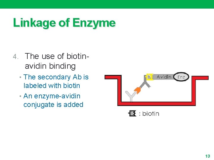 Linkage of Enzyme 4. The use of biotin- avidin binding • The secondary Ab