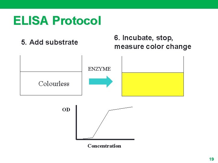 ELISA Protocol 6. Incubate, stop, measure color change 5. Add substrate ENZYME Colourless OD