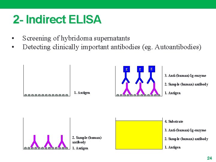 2 - Indirect ELISA • • Screening of hybridoma supernatants Detecting clinically important antibodies