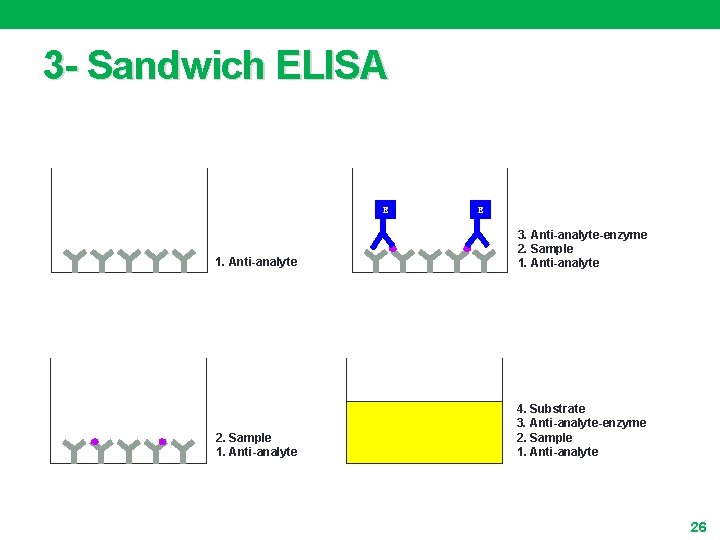 3 - Sandwich ELISA E E 1. Anti-analyte 3. Anti-analyte-enzyme 2. Sample 1. Anti-analyte