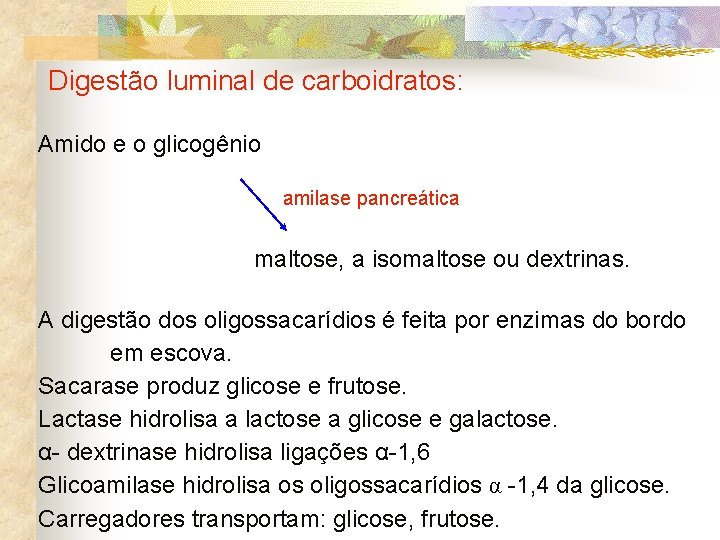 Digestão luminal de carboidratos: Amido e o glicogênio amilase pancreática maltose, a isomaltose ou