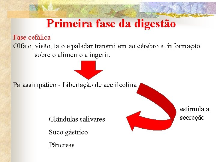 Primeira fase da digestão Fase cefálica Olfato, visão, tato e paladar transmitem ao cérebro