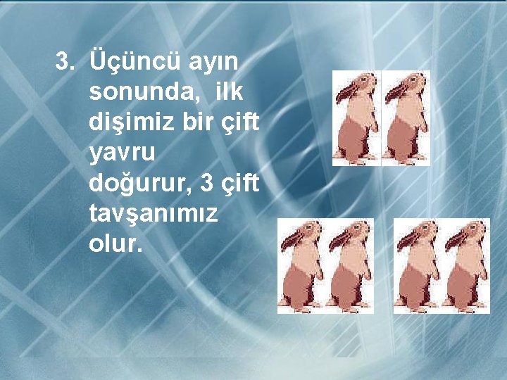 3. Üçüncü ayın sonunda, ilk dişimiz bir çift yavru doğurur, 3 çift tavşanımız olur.