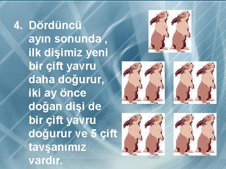 4. Dördüncü ayın sonunda , ilk dişimiz yeni bir çift yavru daha doğurur, iki