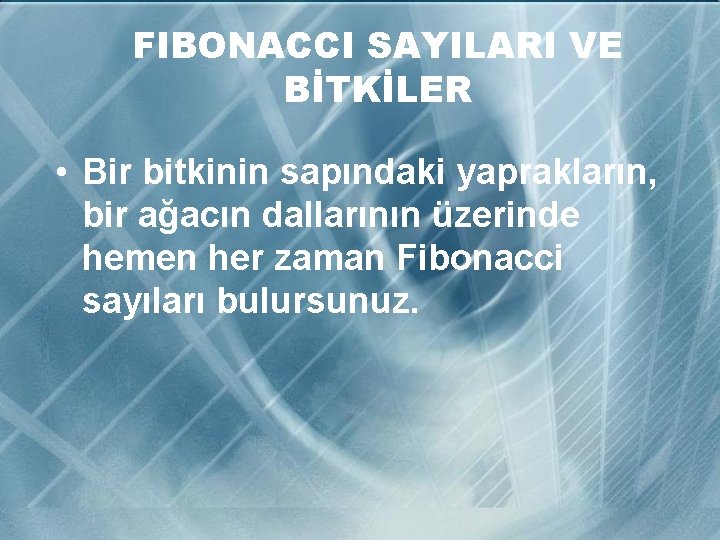 FIBONACCI SAYILARI VE BİTKİLER • Bir bitkinin sapındaki yaprakların, bir ağacın dallarının üzerinde hemen