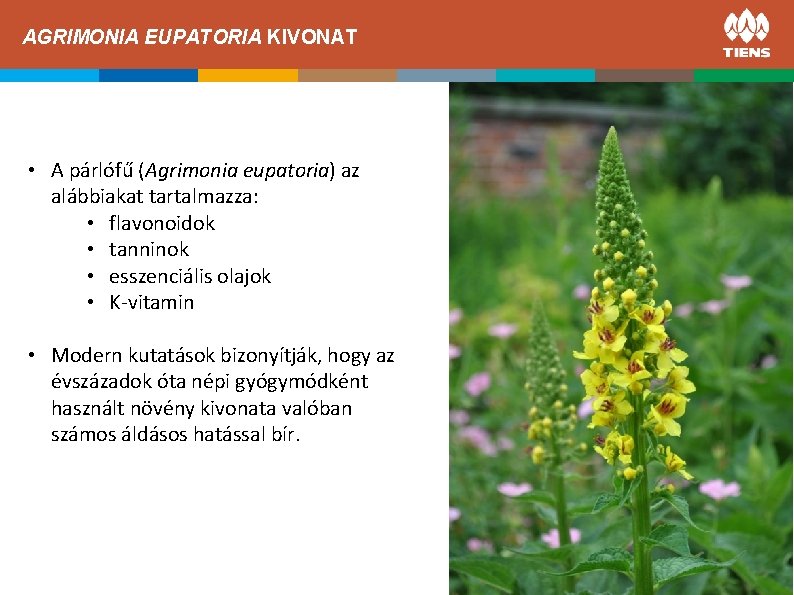 AGRIMONIA EUPATORIA KIVONAT A CINK hatása az emberi testben • A párlófű (Agrimonia eupatoria)