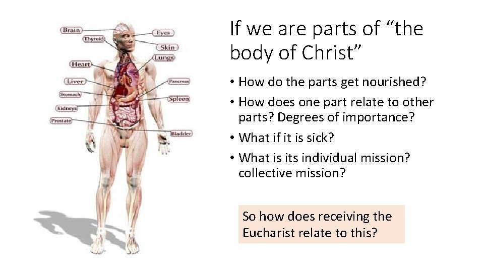 If we are parts of “the body of Christ” • How do the parts