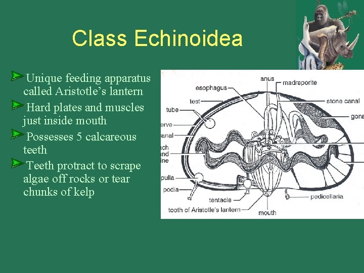 Class Echinoidea Unique feeding apparatus called Aristotle’s lantern Hard plates and muscles just inside
