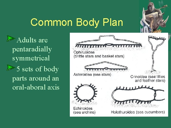 Common Body Plan Adults are pentaradially symmetrical 5 sets of body parts around an