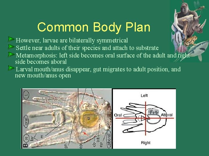 Common Body Plan However, larvae are bilaterally symmetrical Settle near adults of their species