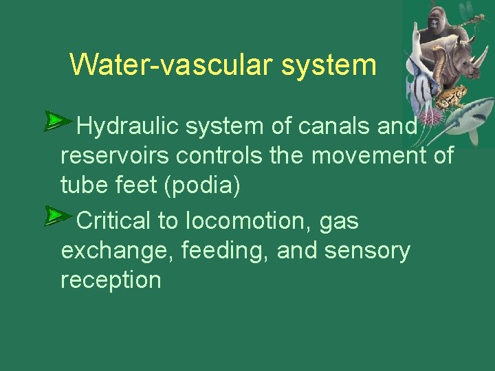 Water-vascular system Hydraulic system of canals and reservoirs controls the movement of tube feet