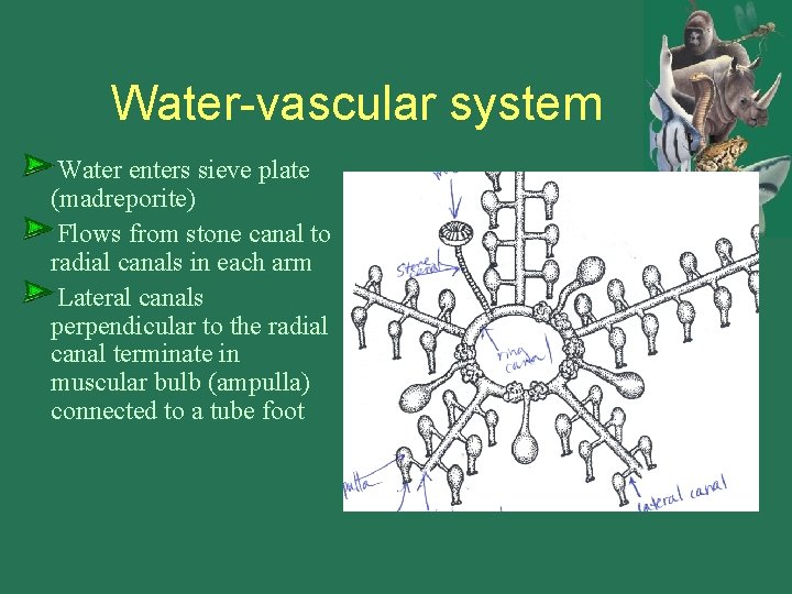 Water-vascular system Water enters sieve plate (madreporite) Flows from stone canal to radial canals