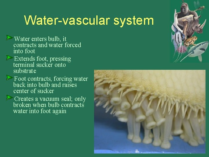 Water-vascular system Water enters bulb, it contracts and water forced into foot Extends foot,