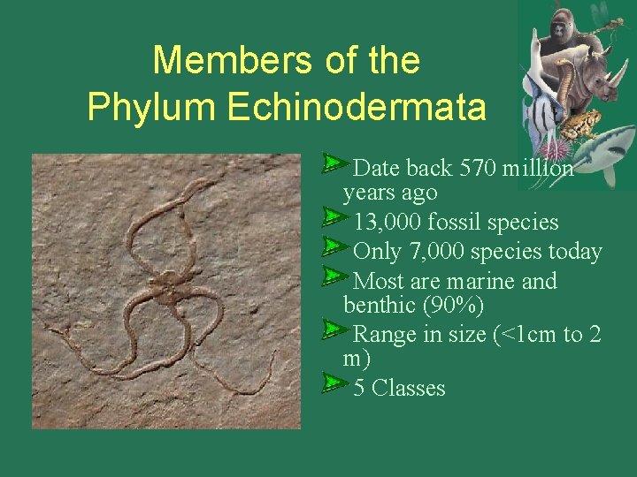 Members of the Phylum Echinodermata Date back 570 million years ago 13, 000 fossil