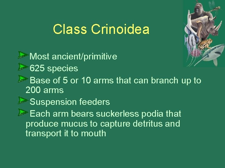 Class Crinoidea Most ancient/primitive 625 species Base of 5 or 10 arms that can