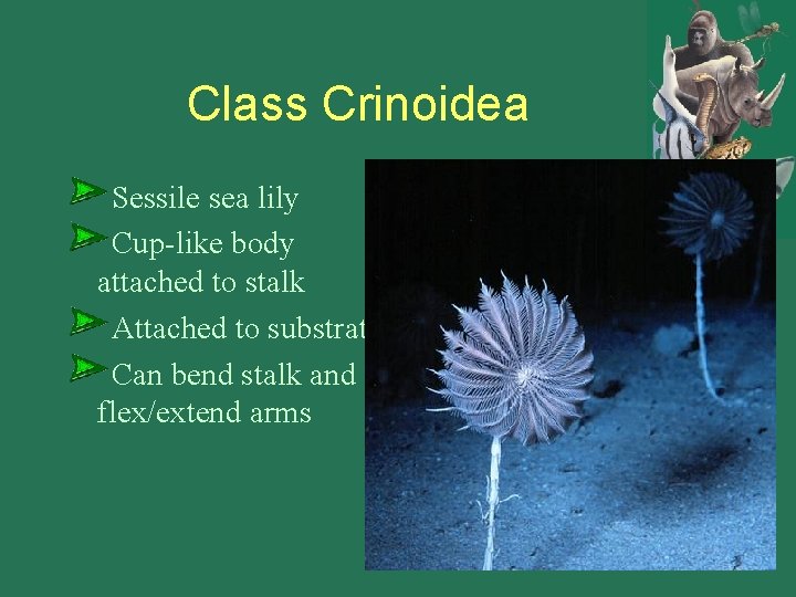 Class Crinoidea Sessile sea lily Cup-like body attached to stalk Attached to substrate Can