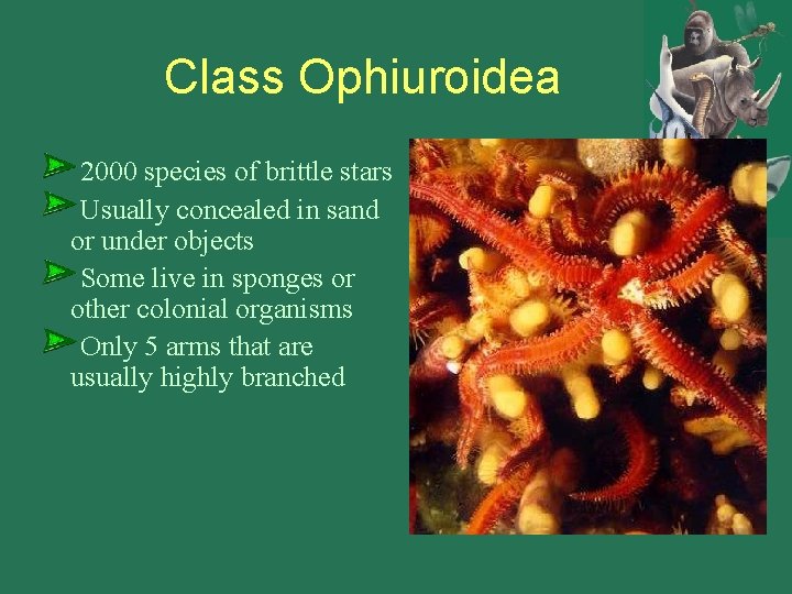 Class Ophiuroidea 2000 species of brittle stars Usually concealed in sand or under objects