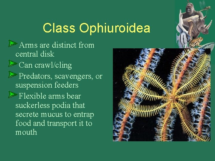 Class Ophiuroidea Arms are distinct from central disk Can crawl/cling Predators, scavengers, or suspension