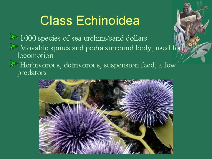 Class Echinoidea 1000 species of sea urchins/sand dollars Movable spines and podia surround body;