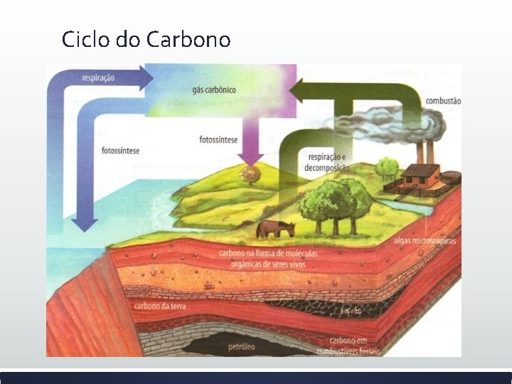 Ciclo do Carbono 