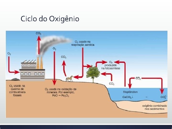 Ciclo do Oxigênio 