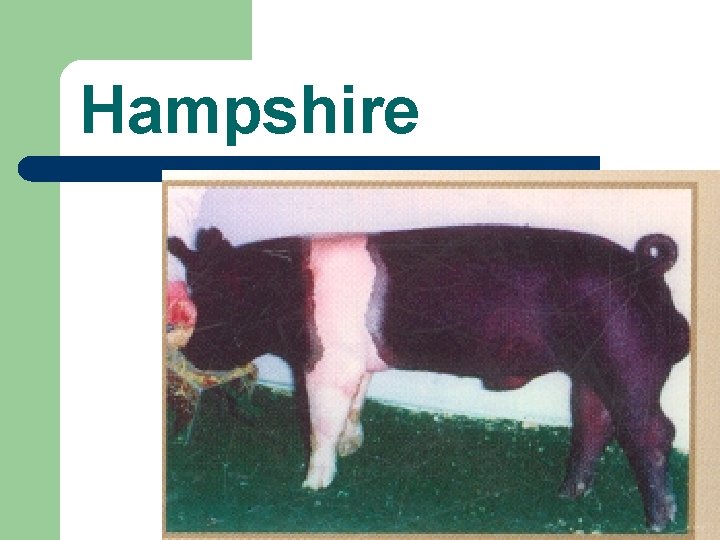 Hampshire 