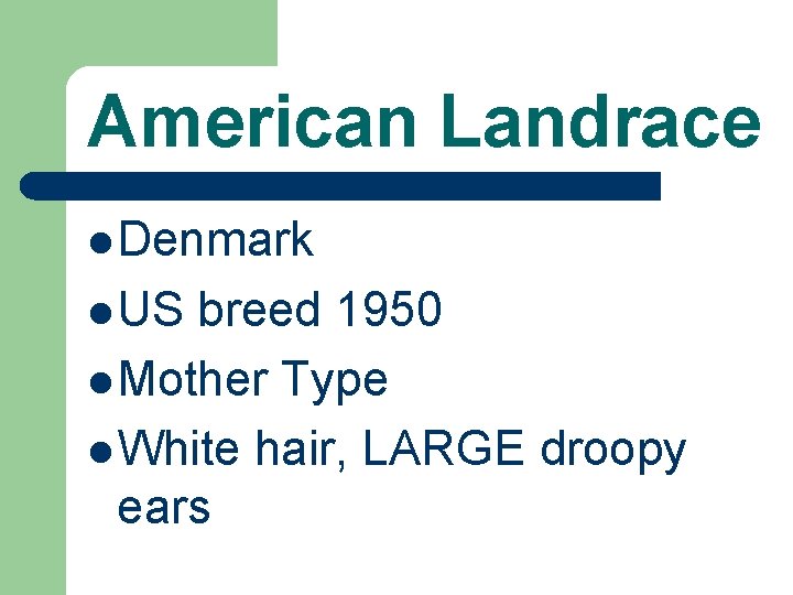 American Landrace l Denmark l US breed 1950 l Mother Type l White hair,