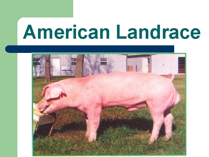 American Landrace 