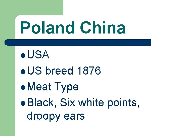 Poland China l USA l US breed 1876 l Meat Type l Black, Six