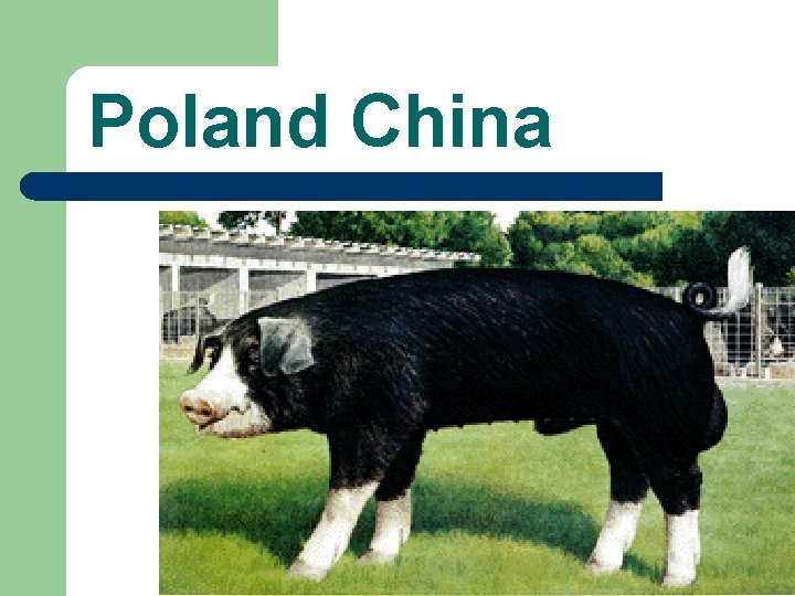 Poland China 