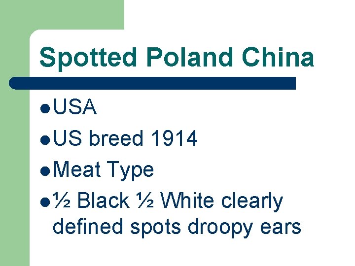 Spotted Poland China l USA l US breed 1914 l Meat Type l ½
