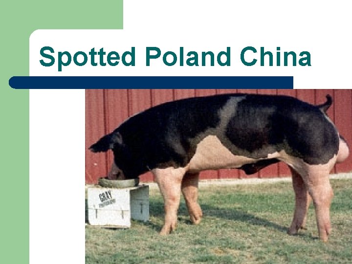 Spotted Poland China 