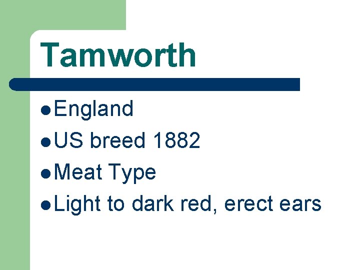 Tamworth l England l US breed 1882 l Meat Type l Light to dark