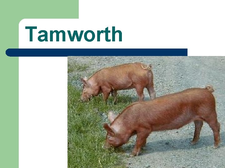 Tamworth 
