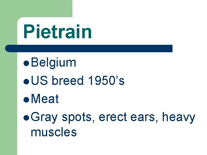 Pietrain l Belgium l US breed 1950’s l Meat l Gray spots, erect ears,