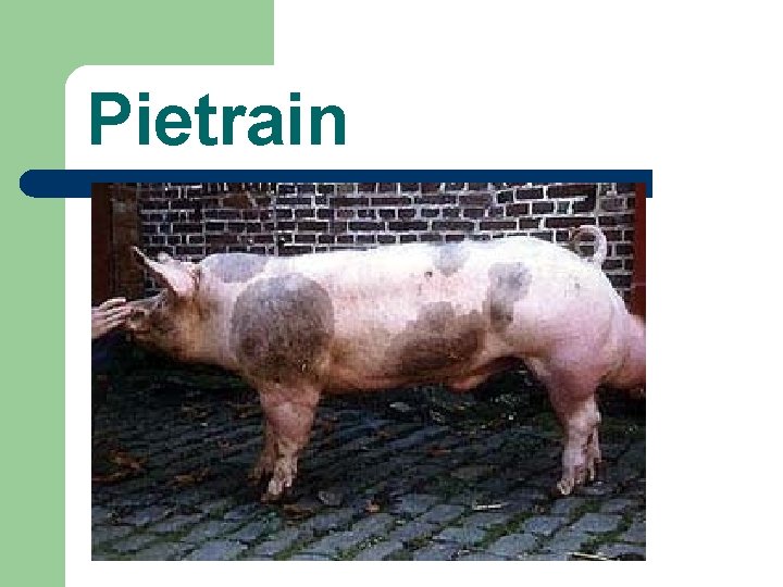 Pietrain 