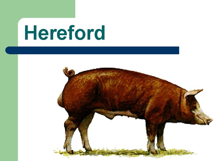 Hereford 