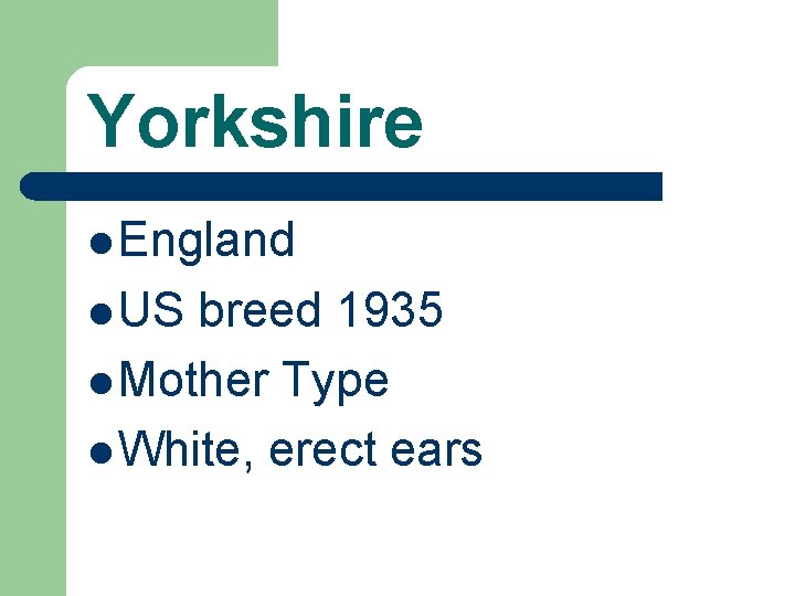 Yorkshire l England l US breed 1935 l Mother Type l White, erect ears